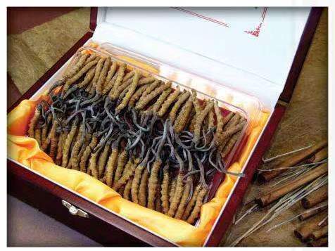 岳池冬虫夏草回收